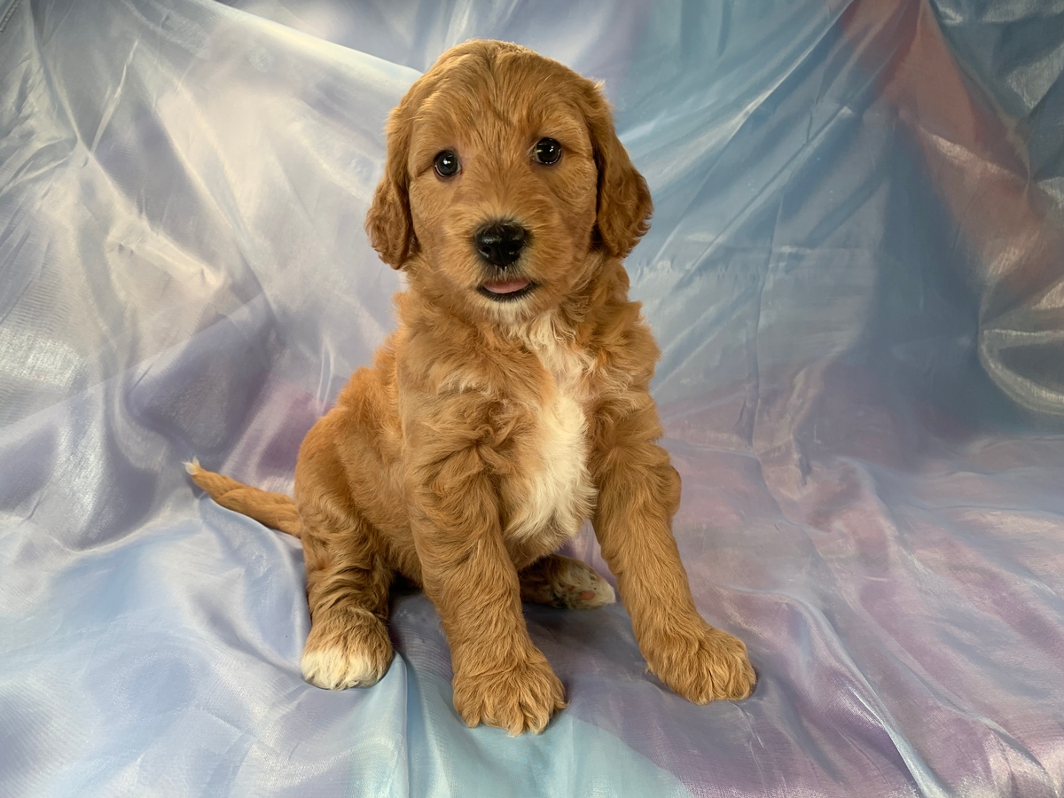 Mini Goldendoodle Puppy For Sale In Iowa DOB 2021-07-23 $1800